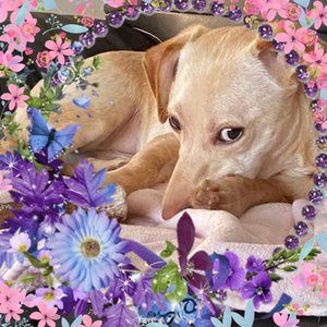 Meet your Posher, Gloria